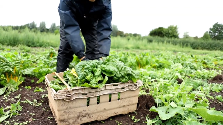 Does Organic Food Taste Better?