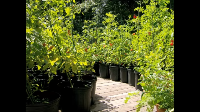 How to Grow Organic Tomatoes in Pots