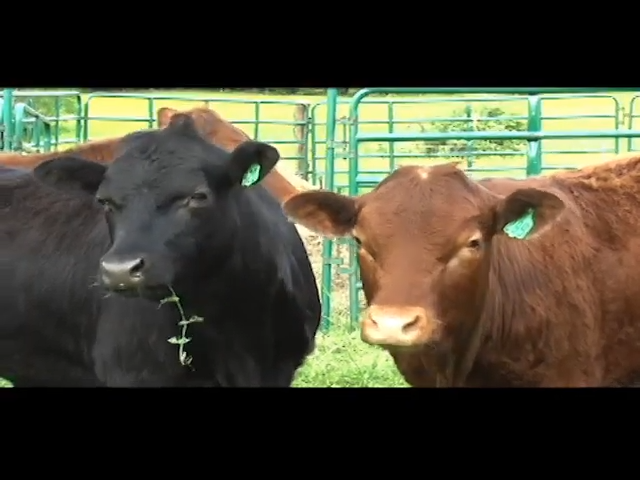 Community Supported Agriculture, a Growing Organic Trend