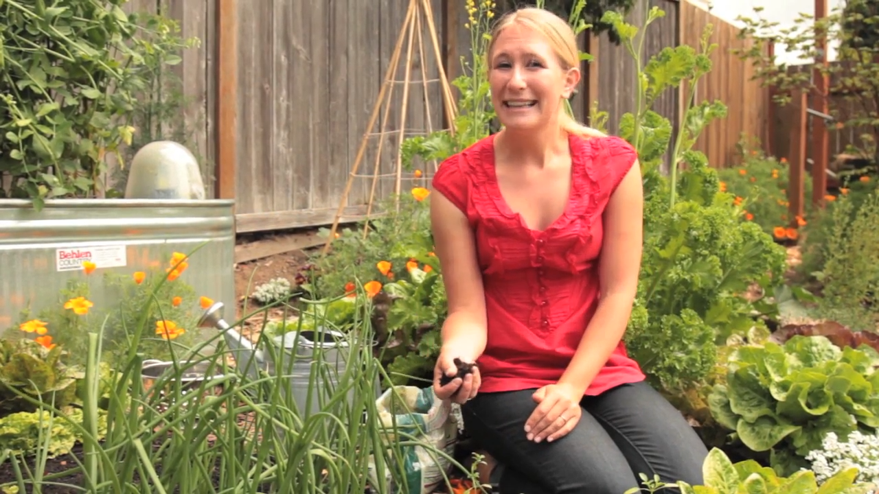 Green Salad and Goat Cheese Toast With Ingredients From Your Garden