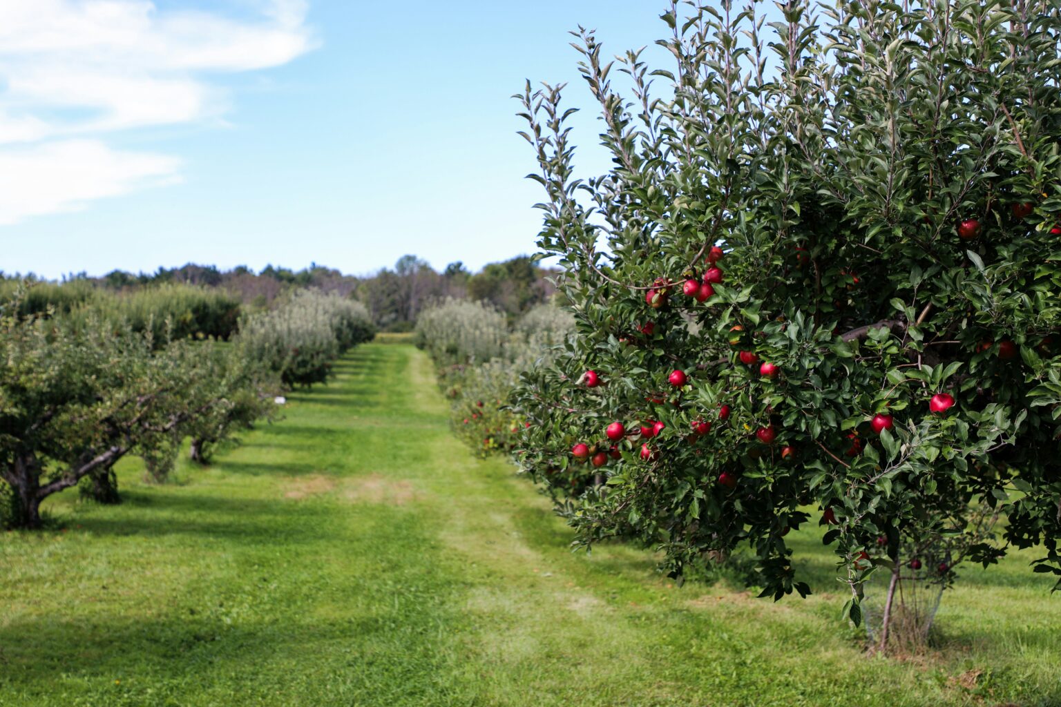 Organic Cider Apple Orchard a Great Success