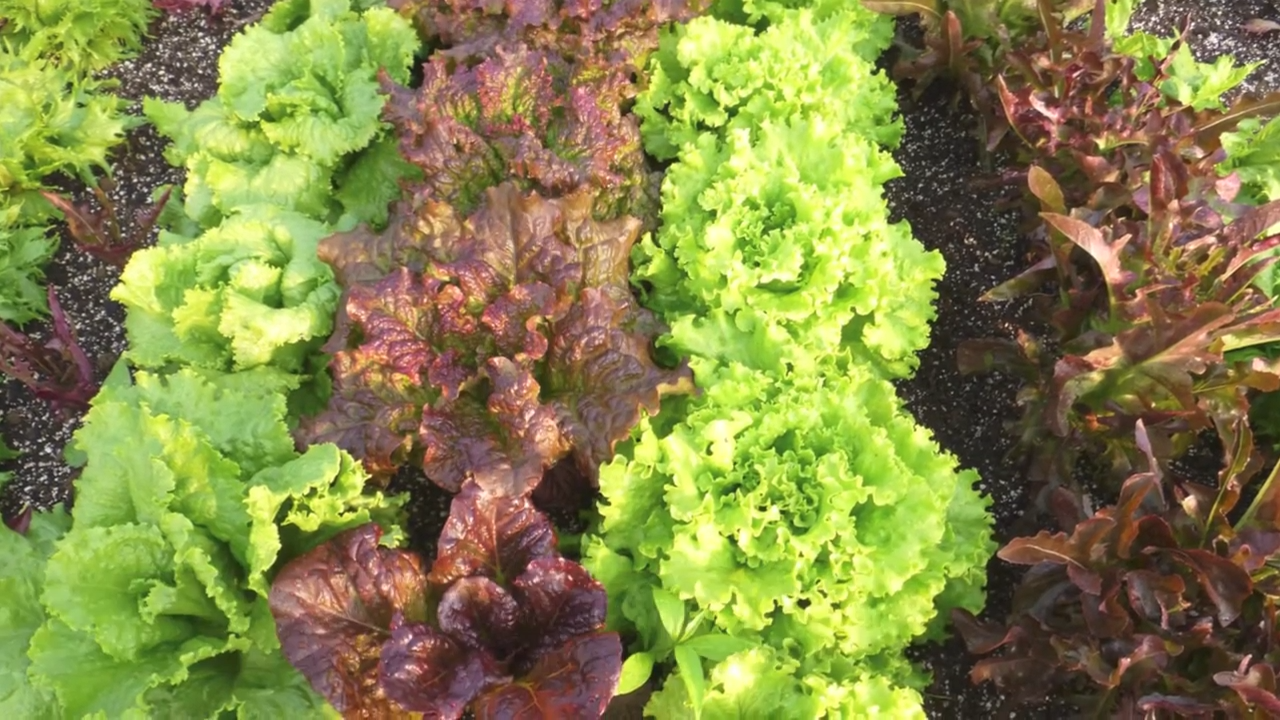 Beginner Tips for Organic Gardening in Autumn (Fall)