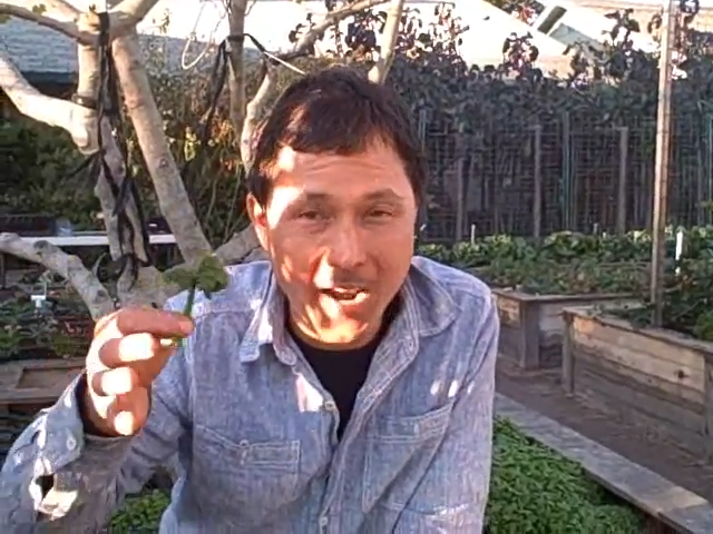 Grow It Yourself or Delivery – Which Organic Vegetables Are Better?