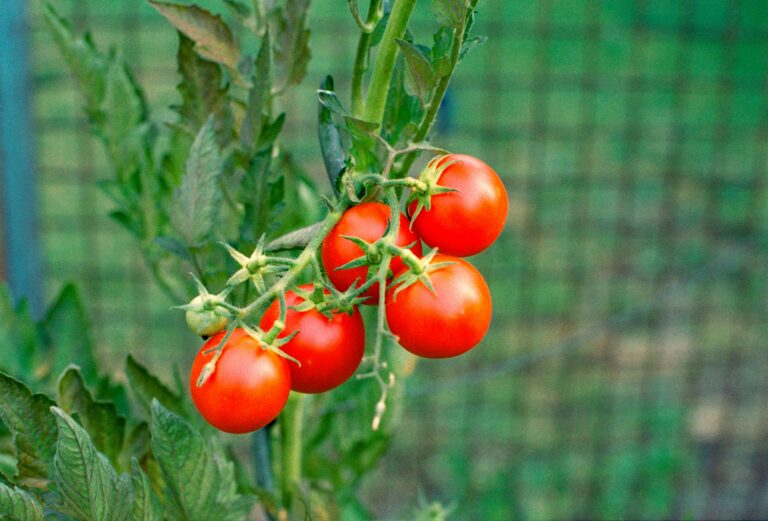 Warmth in Winter – Organic Tomato and Lentil Soup