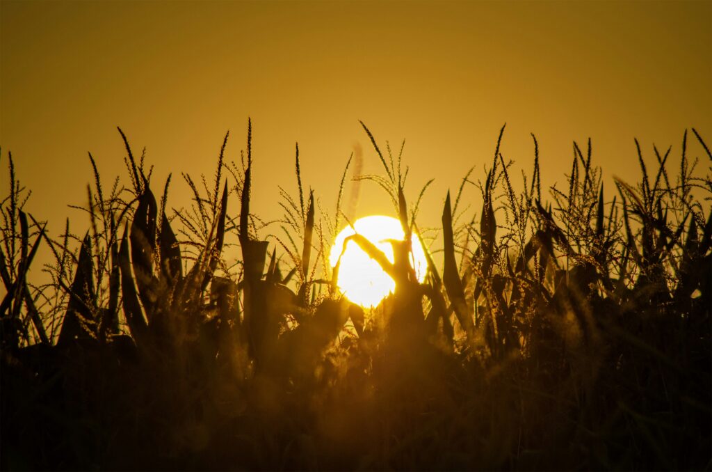 Sustainable Agriculture is not a Luxury but a Necessity