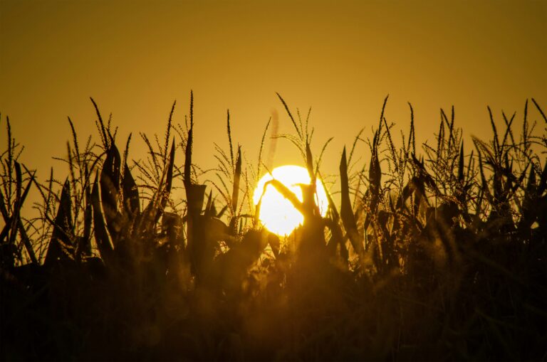 Sustainable Agriculture is not a Luxury but a Necessity